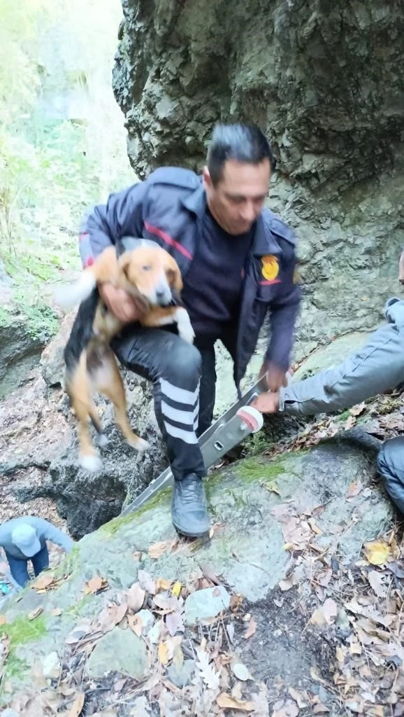 Hatay’da kuyuya düşen köpeği, itfaiye kurtardı
