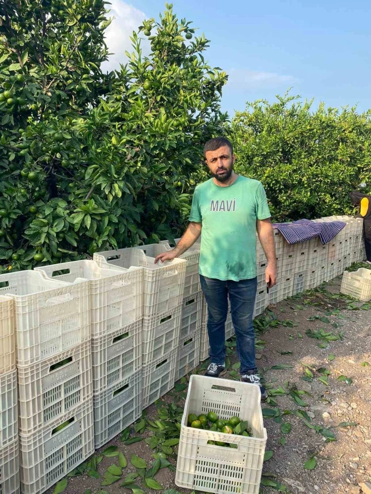 Hatay’da mandalina hasadı başladı
