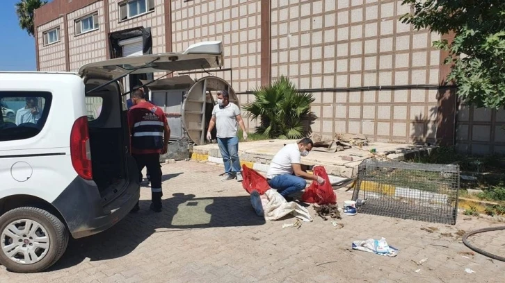 Hatay’da öldürülen yavru köpekler için suç duyurusu
