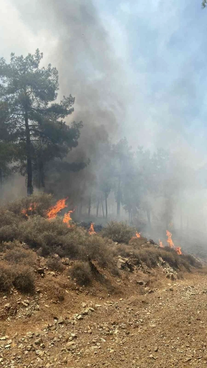 Hatay’da orman yangını
