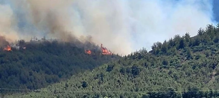 Hatay’da orman yangını
