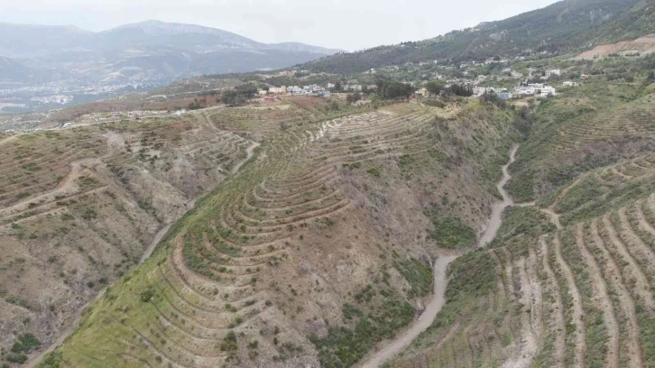 Hatay’da  orman yangınlarında zarar gören alanlara 1 milyon 200 bin fidan dikildi
