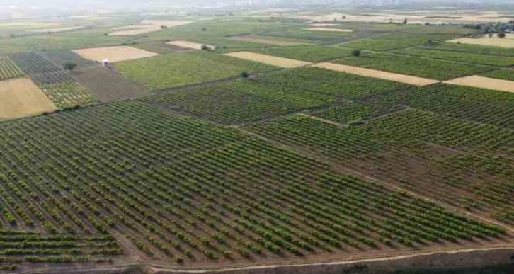 Hatay’da depremzede üreticiler üzüm yaprağı mesaisinde