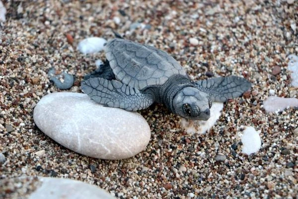 Hava şartları Çıralı'da canlı yavru caretta sayısını düşürdü