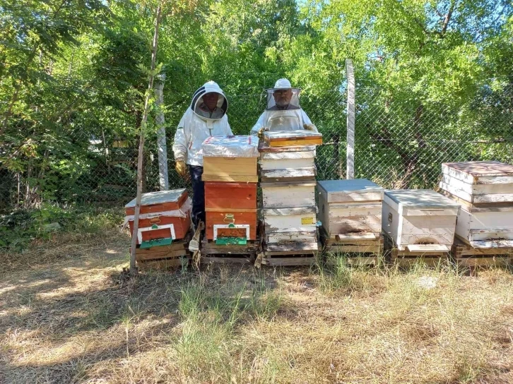 Havalar geç ısınınca arıların oğul dönemi Temmuz’a kaydı
