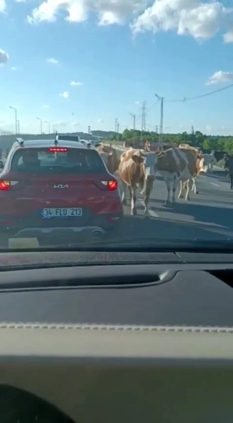 Havalimanı yolunda hayvan sürüsü trafiği kapattı
