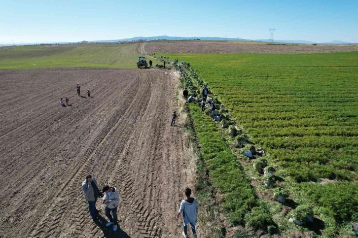 Havucun başkenti Beypazarı’nda hasat başladı
