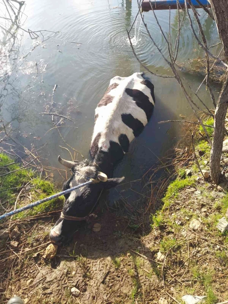 Havuza düşen ineği itfaiye kurtardı

