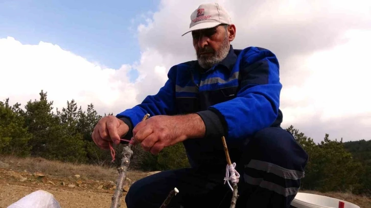 Hayatını bu işe adadı, dağ dağ gezip yabani meyve ağaçlarını aşılıyor
