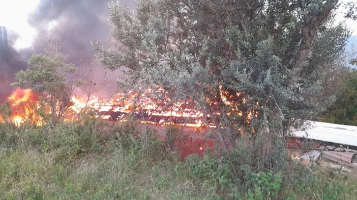 Hayvan barınağı alev aldı, yüzlerce tavuk telef oldu
