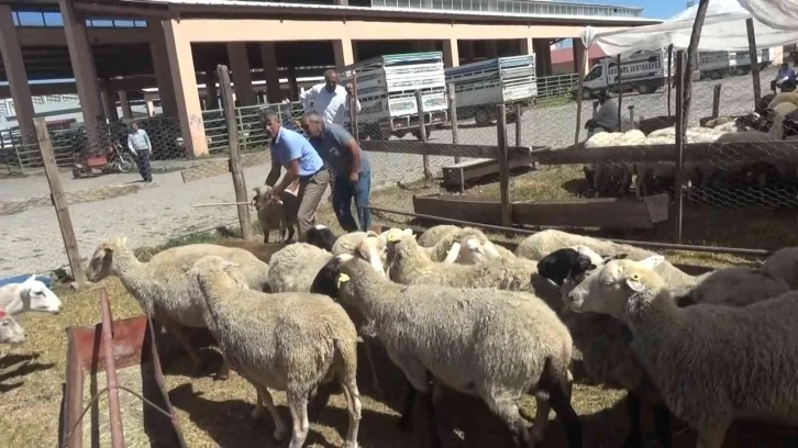 Hayvan pazarında kurban hareketliliği başladı
