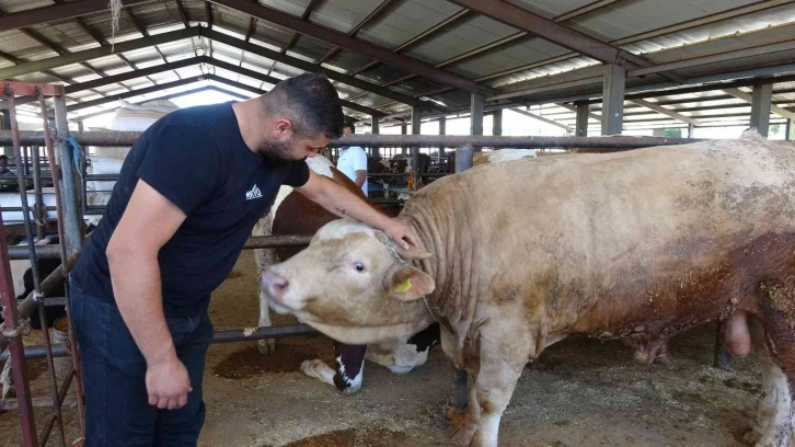 Hayvan pazarının gözdesi: 1 tonluk ’Paşa’
