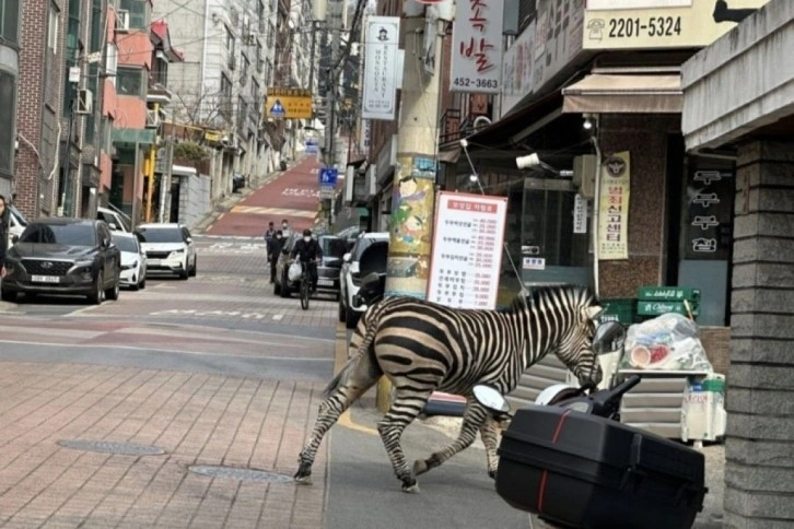 Hayvanat bahçesinden kaçan zebra şehre indi