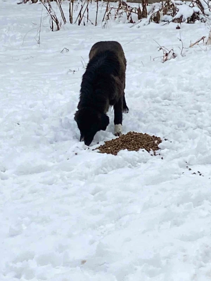 Hayvanları beslediler, yaralı köpeğe sahip çıktılar
