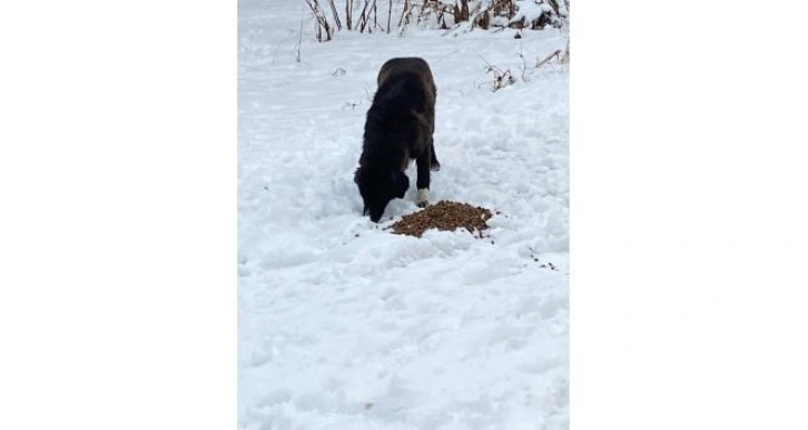 Hayvanları beslediler, yaralı köpeğe sahip çıktılar