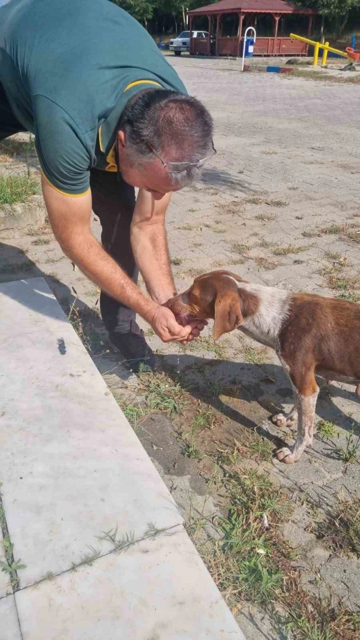 Hayvansever vatandaş sıcaktan bunalan köpeğe elleriyle su içirdi
