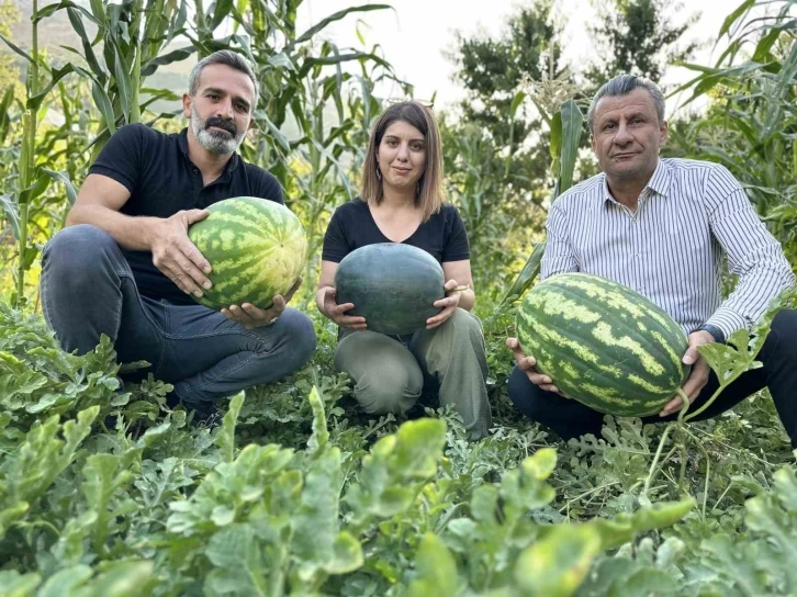 Hem öğretmen hem de çiftçi: Yetiştirdiği karpuzlar 20 kiloya ulaştı
