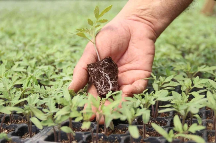 Her sezon milyonlarca fideyi toprakla buluşturuyor
