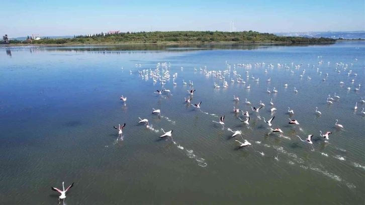 Hersek Lagünü’nde flamingoların görsel şöleni başladı
