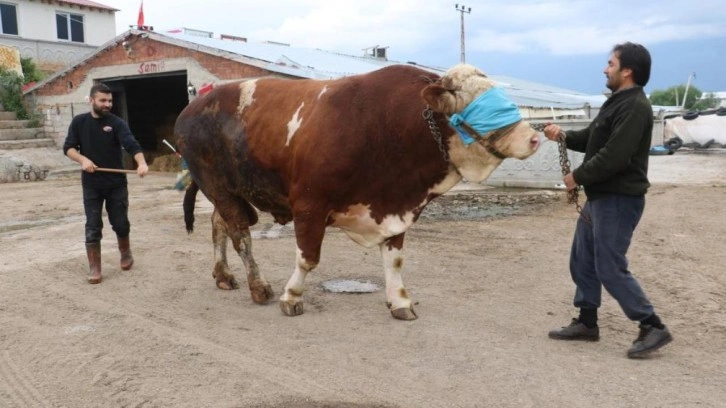 Heybeti kadar fiyatı da dudak uçuklatıyor