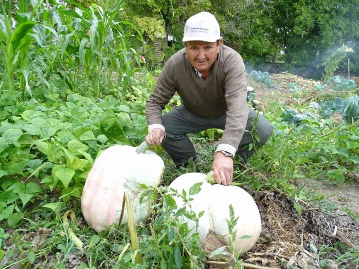 Hisarcık’lı çiftçi 30 kiloya yakın dev bal kabakları yetiştirdi
