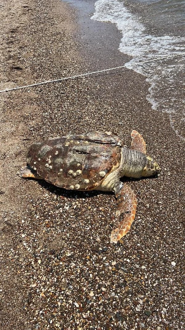 Hız teknesinin çarptığı caretta caretta öldü