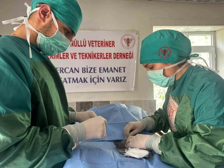 Hozat’ta Sokak hayvanları için çalışma başlatıldı
