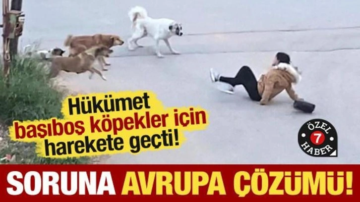 Hükümet başıboş köpekler için harekete geçti! Avrupa'daki çözüm yöntemleri örnek alınacak