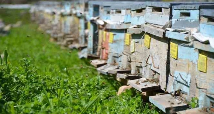 Huzur ortamının sağlandığı Şırnak’ta arıcılar yılda 800 ton bal üretiyor