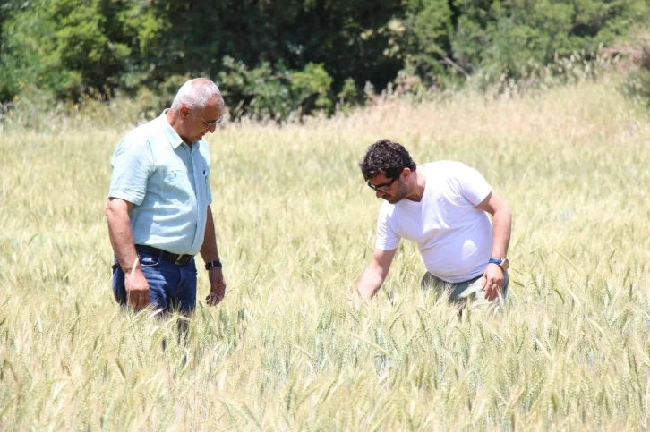 İbradı’da dağıtılan ata tohumları hasada hazır
