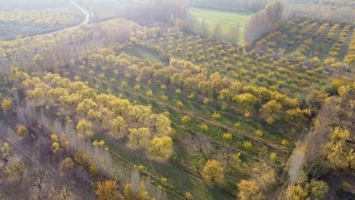 Iğdır’da sonbaharın son demleri göz kamaştırdı
