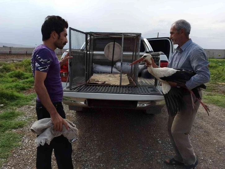 Iğdır’da yaralı leylek tedavi altına alındı
