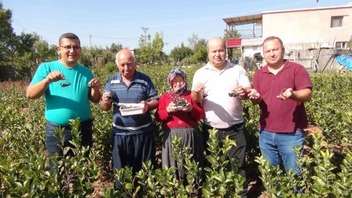 İhracata giden "aronya" süper meyvenin ilk hasadı yapıldı
