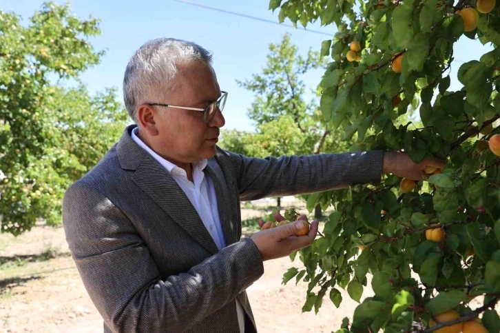 İhraçlık kayısı hasadı başladı
