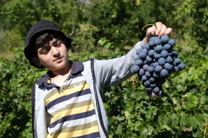 İki asırlık bağlarda tescilli Cimin üzümü hasadı devam ediyor
