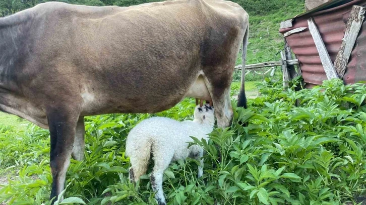 İkiz doğan kuzulara çiftliğin ineği annelik yapıyor
