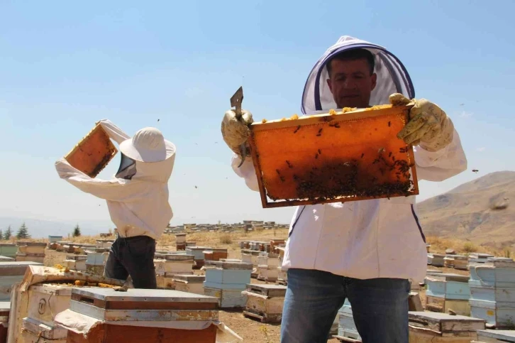 İklim değişikliği florayı etkiledi, arıcılar bu yıl da umduğunu bulamadı
