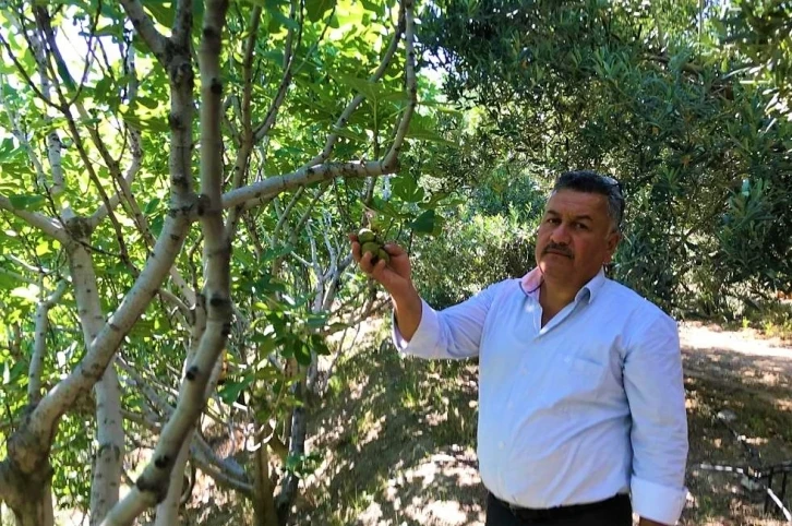 İlekleme incirde lezzeti ve kaliteyi yükseltiyor
