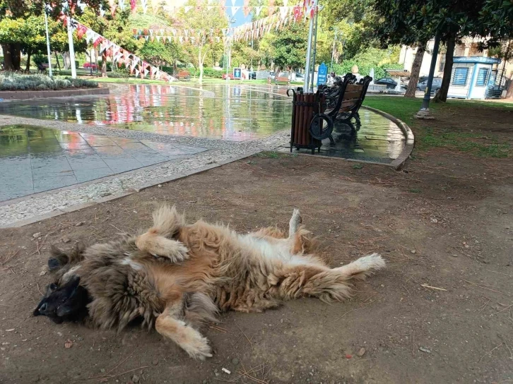 İlginç şekilde uyuyan köpek dikkat çekti
