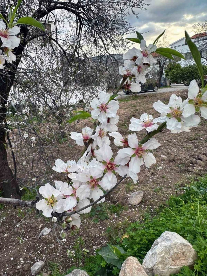 İlk cemre havaya düştü
