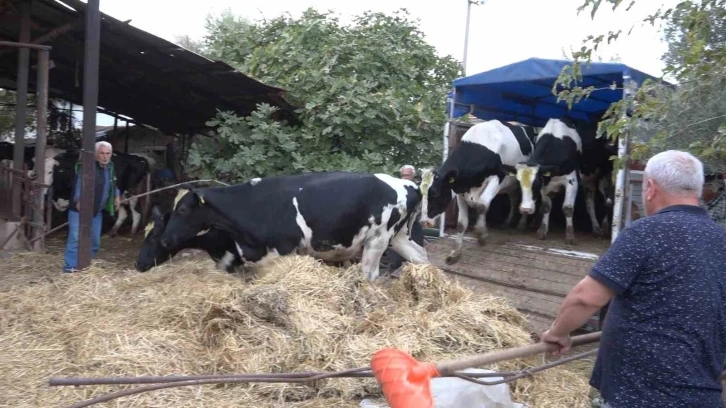 İlk düveler hak sahiplerine teslim edildi
