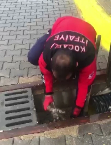 İlkokul öğrencisinin dikkati 4 yavru kediyi ölümden kurtardı
