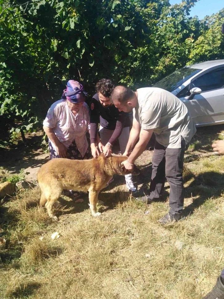 İnebolu’da 235 adet sokak köpeğine kuduz aşılaması yapıldı
