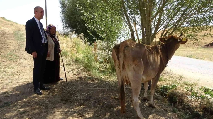 İneği için hüngür hüngür ağlayan anneye Ankara’dan sürpriz hediye
