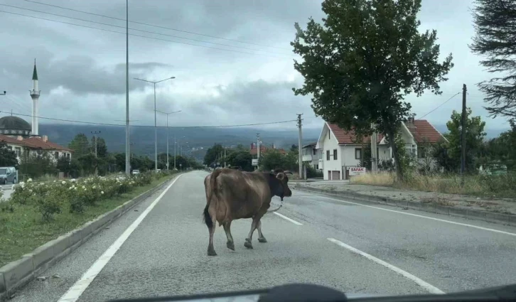 İnek araçlara aldırış etmeden trafiği tehlikeye soktu
