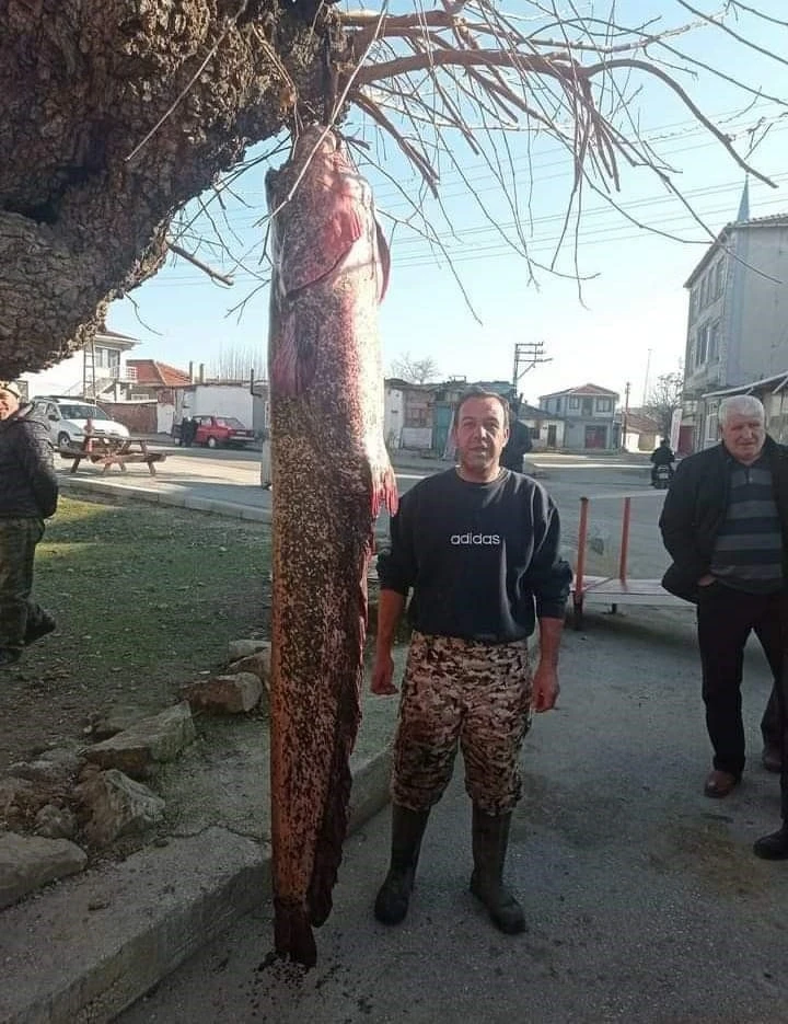 İnsan boyundaki dev balık ağa takıldı
