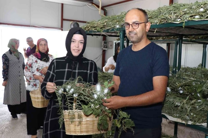 İpek Böceği Besleme Evi projesinde ilk koza hasadı yapıldı
