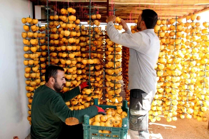 İplere dizilen altın sarısı hurmaların "kuruyemiş" yolculuğu başladı
