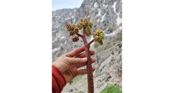 Işkın otu sofraların vazgeçilmezi oldu