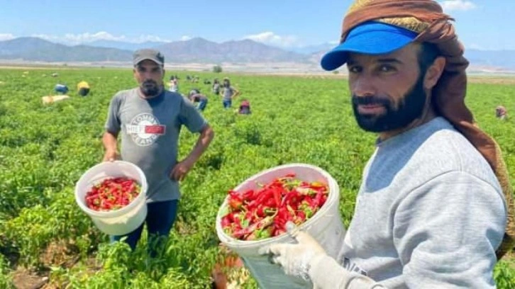 İslahiye’de 'acı' hasat